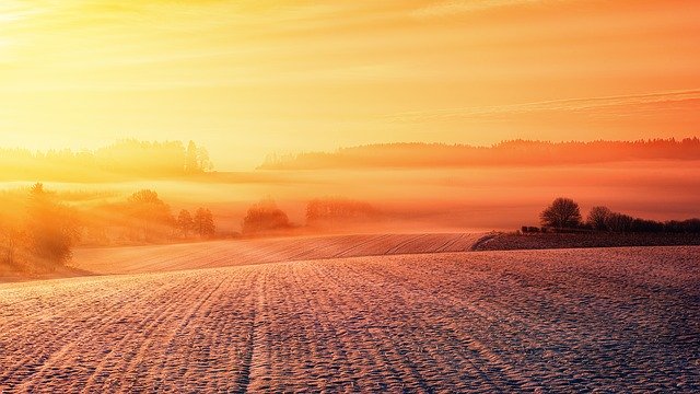 Wiosenne zwalczanie chwastów w zbożach ozimych – jak nie popełnić błędów?